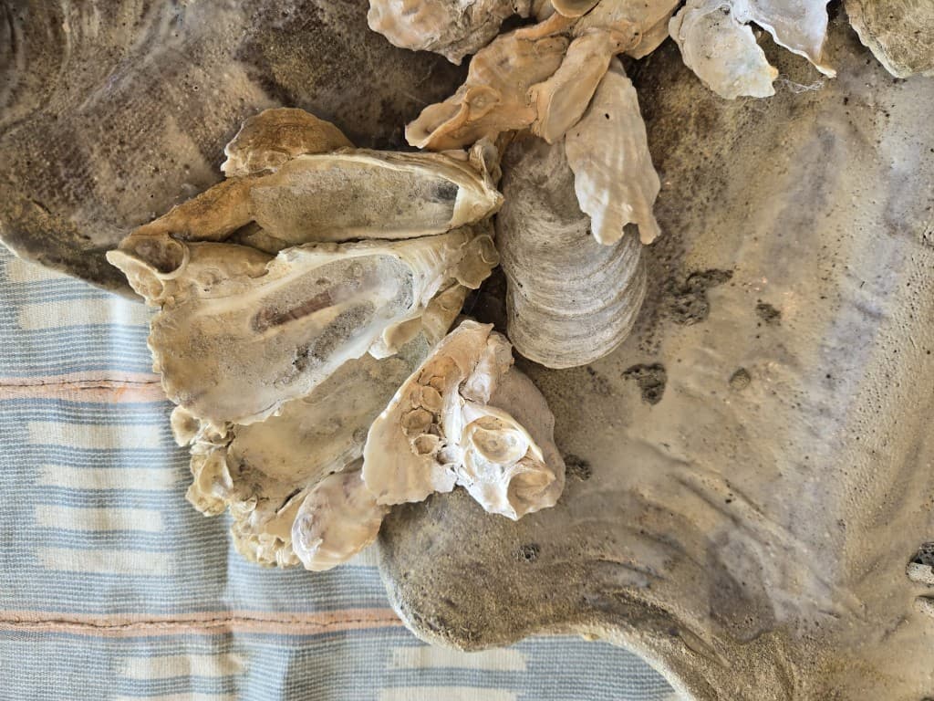Oyster shells and coastal materials that inform the forms